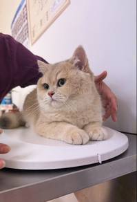 AY11 Pure Breed British Shorthair