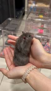 Pure Big Bone Syrian Hamster