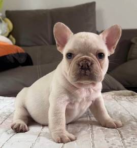 FRENCH BULLDOG PUPPIES 🌻VIP19 Female