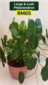 Large & Lush Philodendron|Established Potted Plant