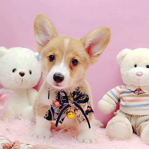 Corgi