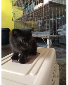 kucing bsh mix scottish