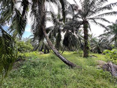 Agricultural Land in Kamunting, PRK