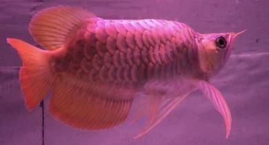 arowana super red king 12 inch-wholesale
