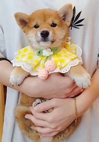Shiba INu