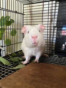guinea pig for sell