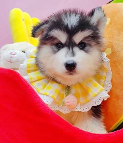 Husky