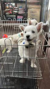 西高地女 Westie west highland terrier female
