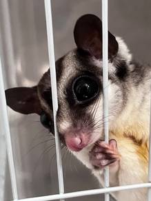 Sugar glider male