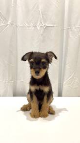 B5 Little Silkese Puppy