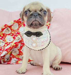 Pug