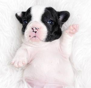 FRENCH BULLDOG PUPPIES 🌻VIP17 Female
