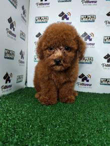 Super red poodle short leg