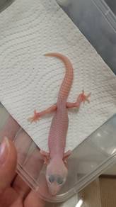 Gekco