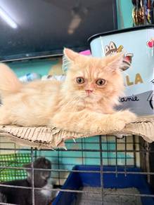 Anak kucing (KittenBSH)