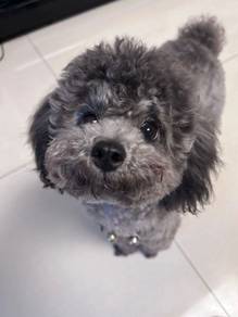 Pure Poodle brings endless cuddles, happy puppy Ba