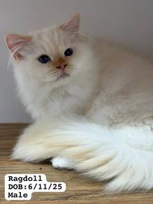 Ragdoll