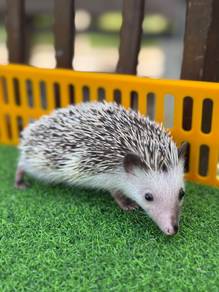 Landak Mini ( Hedgehogs) 