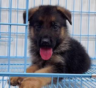 German Shepherd