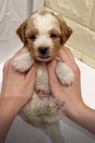 G38 Charming Maltipoo Dog