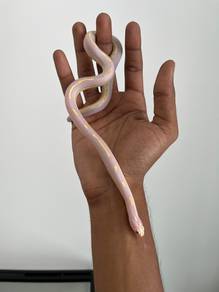 albino california kingsnake