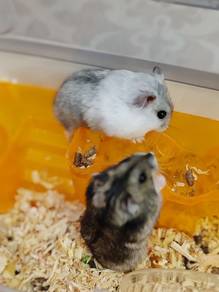 Hamster