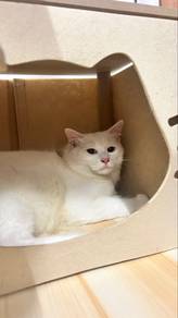 turkish anggora mix domestic long hair