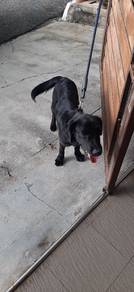 labrador