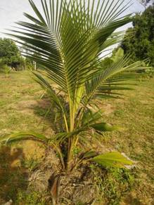 Dbobs agro nursery benih kelapa mawar hijau