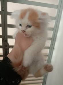 ragdoll mix parsi 
