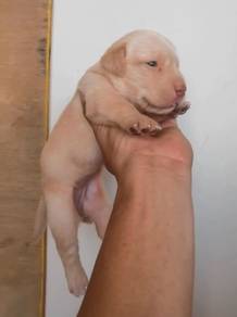Yellow Labrador