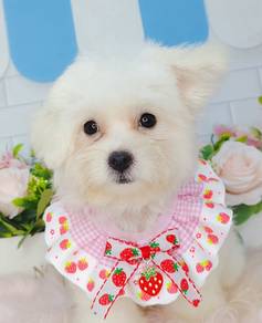Maltese