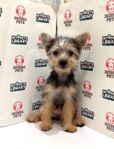 E43 Cute Silkese Puppy