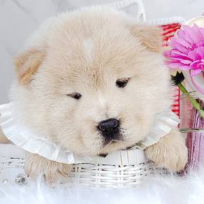 Chow Chow