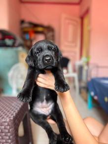black Labrador.
