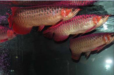 arowana chili red 15 inch-wholesale price