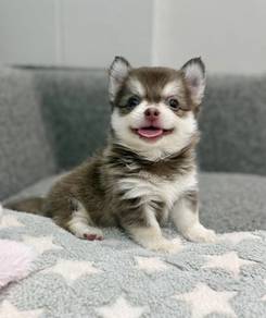 CHIHUAHUA PUPPIES VIP28🌷Head Apple Bonnie Dog Boy