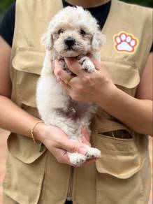 Bishon mix Poodle