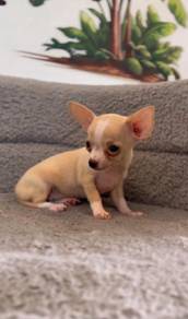 Chihuahua 