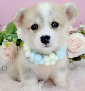 Corgi