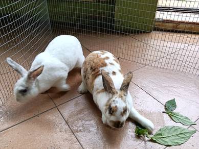 minirex pure breed