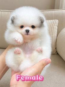 Pomeranian White Parti Female Puppy PROMO