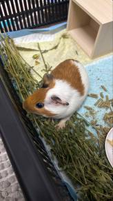 guinea pig