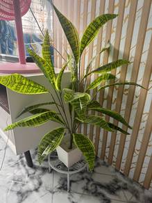 pokok