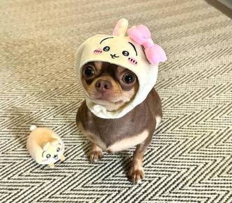 Chihuahua