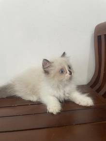 persian