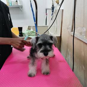 miniature schnauzer
