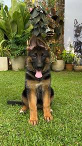 German Sheperd