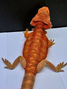 Bearded dragon