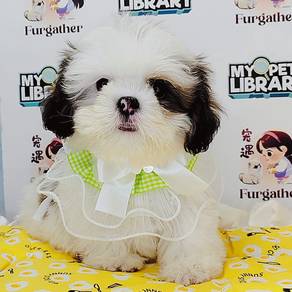 ShihTzu